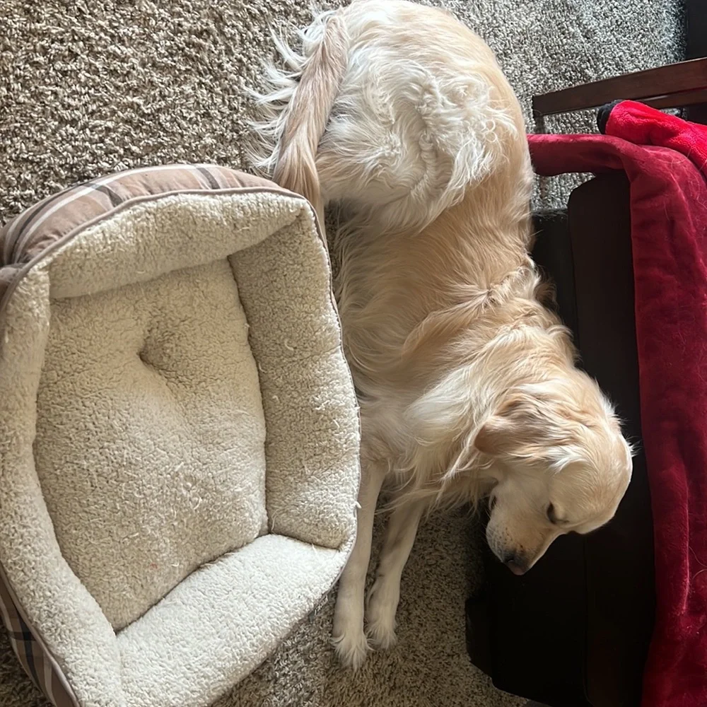 Dog bed for puppies